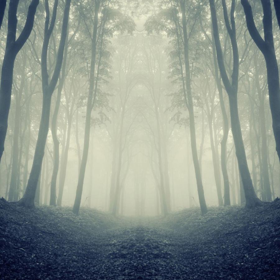 Nocturne Collection